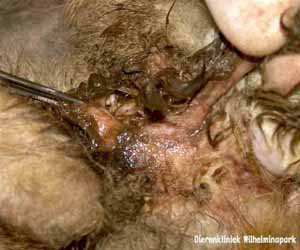 Myasis bij het konijn. Door het niet eten van de blindedarmkeutels blijven deze rond de anus vastkleven en ontstaat er een huidontsteking waar vliegen eitjes in kunnen afzetten. Uit de eitjes ontstaan maden en dit wordt myasis genoemd